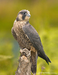 Peregrin Falcon Chick